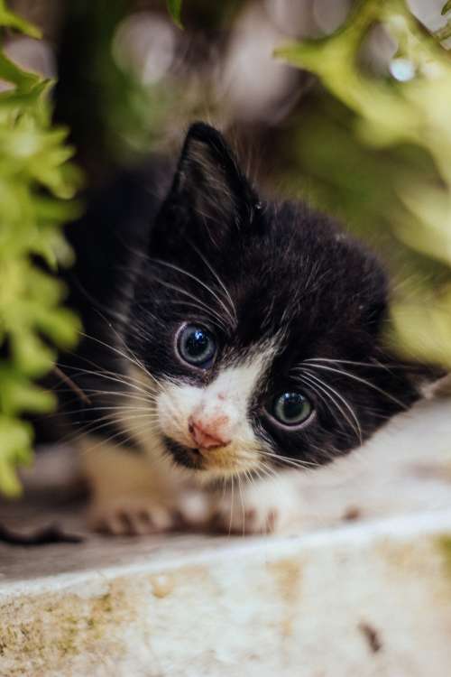 Cute Curious Cat Photo