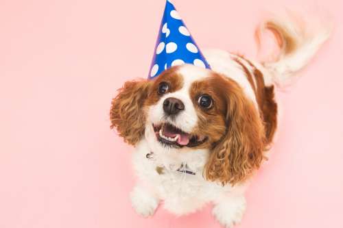 Dog In Birthday Hat Photo