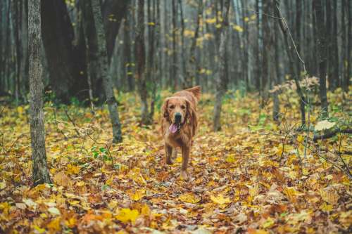 Dog Running In Fall Leaves Photo