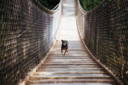 Dog Runs Across Bridge Photo