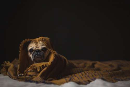 Dog Wrapped In Blanket Photo