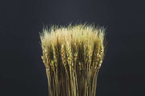 Dried Wheat Close-Up Photo