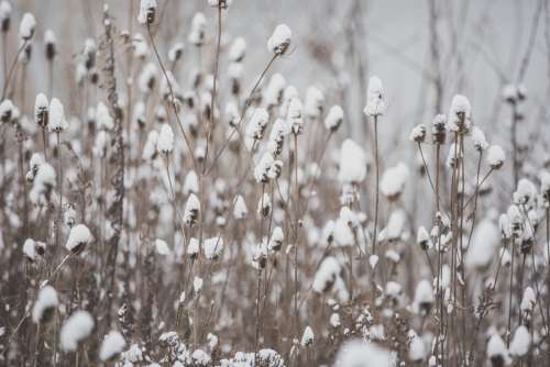 Dried winter Wildflowers Photo