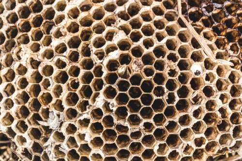 Fallen Wasp Nest Texture Photo