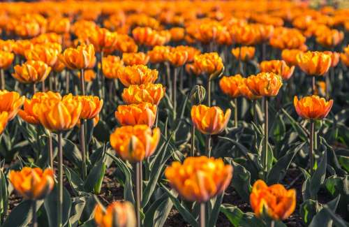 Field Of Orange Flowers Photo