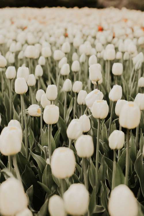 Field Of White Tulip Flowers Photo