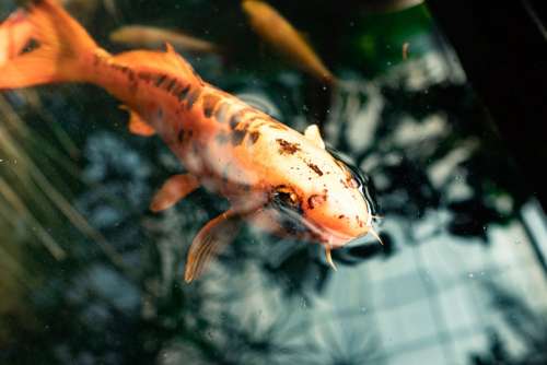 Fish In A Pond With Skylight Reflection Photo