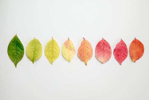 Flat Lay Of Autumn Leaves Changing Color Photo