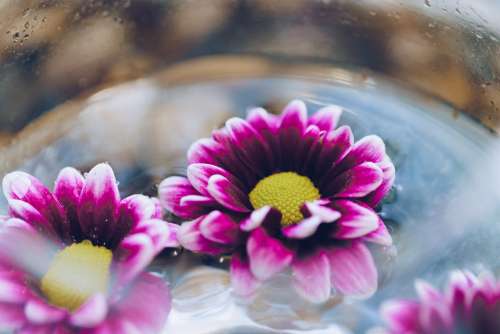 Flowers In Water Close Up Photo