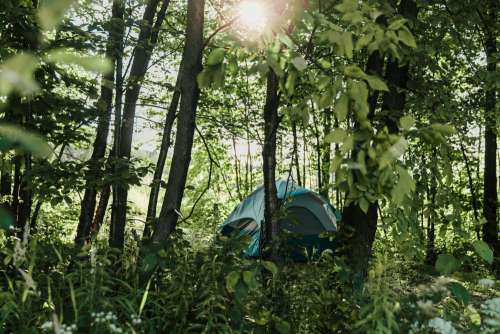 Forest Camping Photo