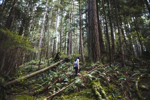 Forest Hikers Photo