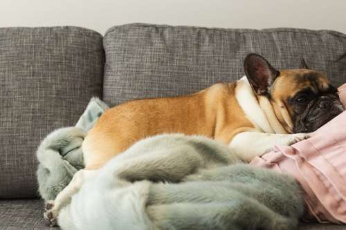 French Bulldog Gets Cozy Photo