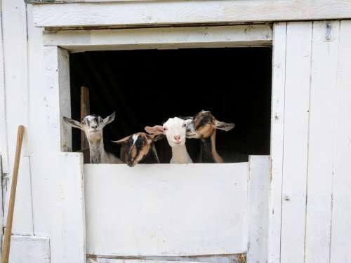 Friendly Goats Look Through Barn Window Photo