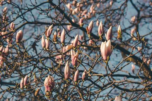 Full Magnolia Blooming Tree Photo