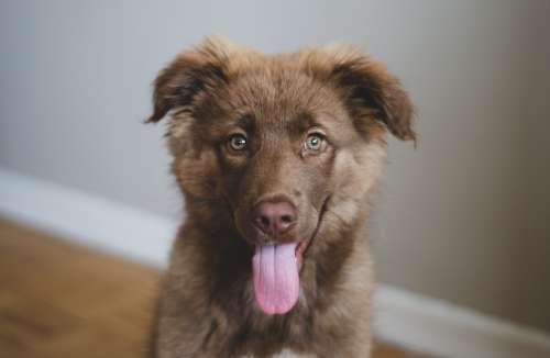 Fuzzy Brown Puppy Smiles Photo