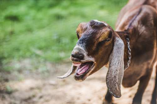 Goat Laughing Photo
