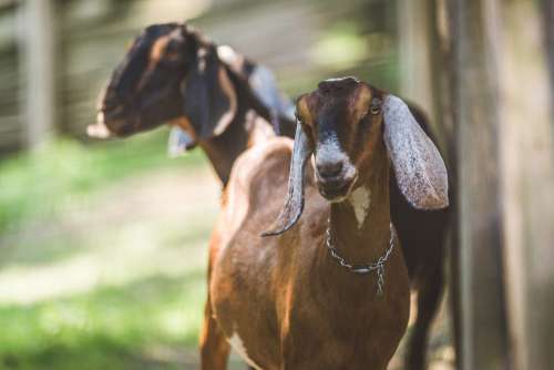 Goats On Farm Photo