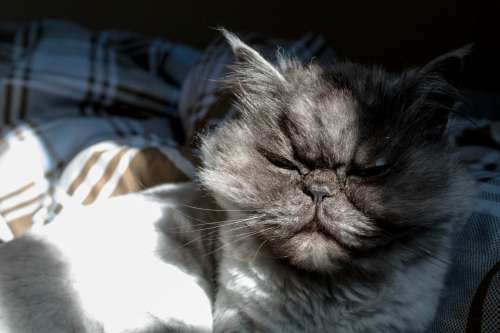 Gray Cat With Attitude In Sun Photo