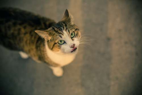 Green Eyed Cat Licks Lips Photo