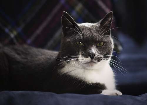 Green Eyed Grey Cat Photo