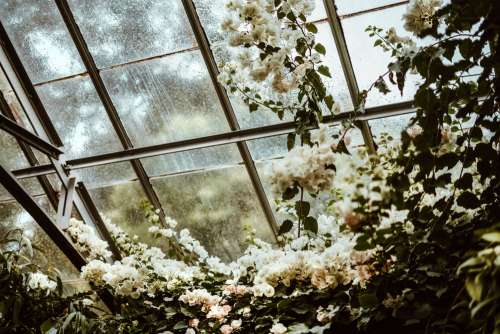 Greenhouse Blossoms Photo