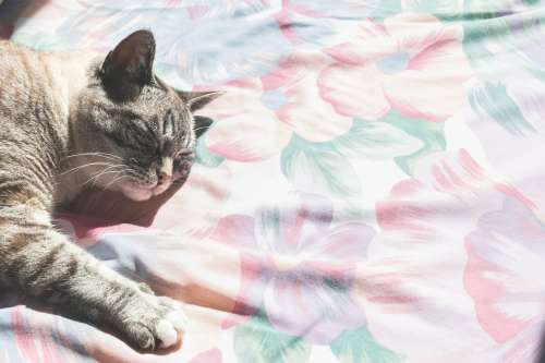 Grey Cat Lays In Sun Photo