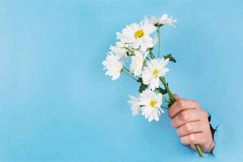 Hand Holds Daisies Through Paper Photo