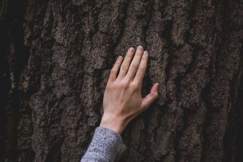 Hand On Tree Bark Photo