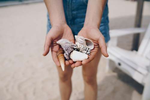 Handful Of Shells Photo