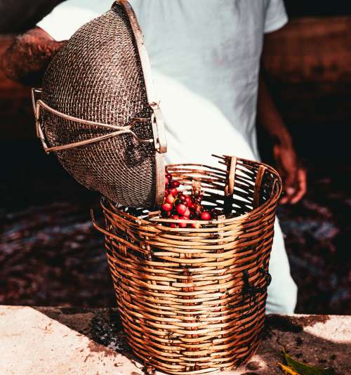 Harvesting Coffee In Central America Photo