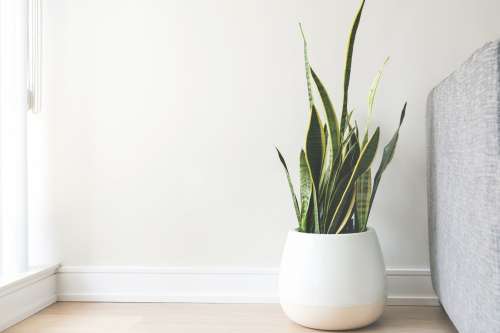 House Plant In White Pot Photo