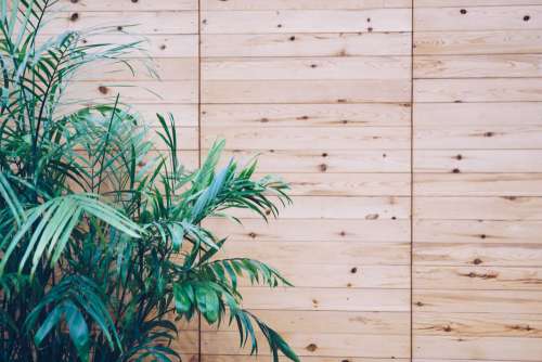House Plant On Wooden Slat Wall Photo