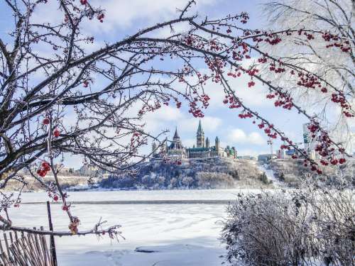 Ice Coated Branches By Canadas Parliament Photo