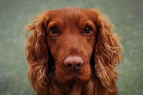 Irish Setter Dog Close Up Photo