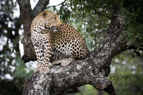 Jaguar In Tree Photo