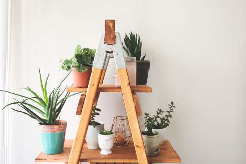 Ladder Plant Shelf Photo