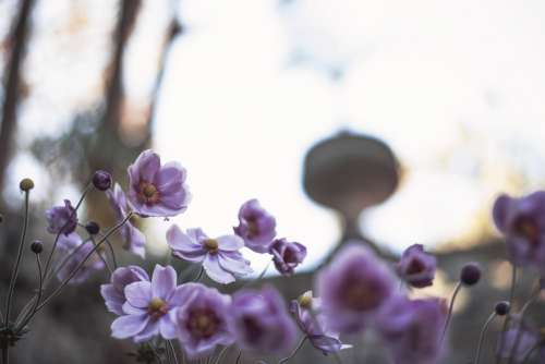 Light Creeps Behind Blossoming Flowers Photo