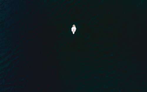 Lone Swan On Dark Water Photo