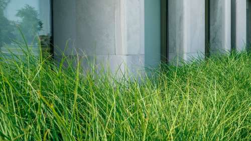 Long Grass Growing In City Photo