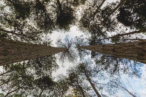 Looking Up Through Pines Photo