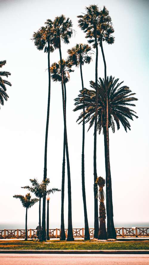Los Angeles Palms By Boardwalk Photo