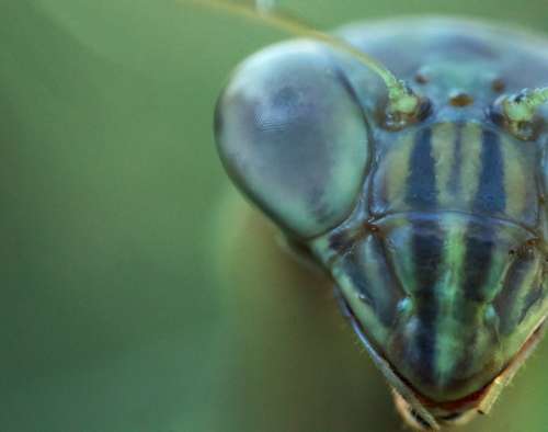 Macro Shot Of Praying Mantis Eye Photo