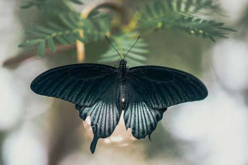 Matte Black Butterfly Spreading Its Wings Photo
