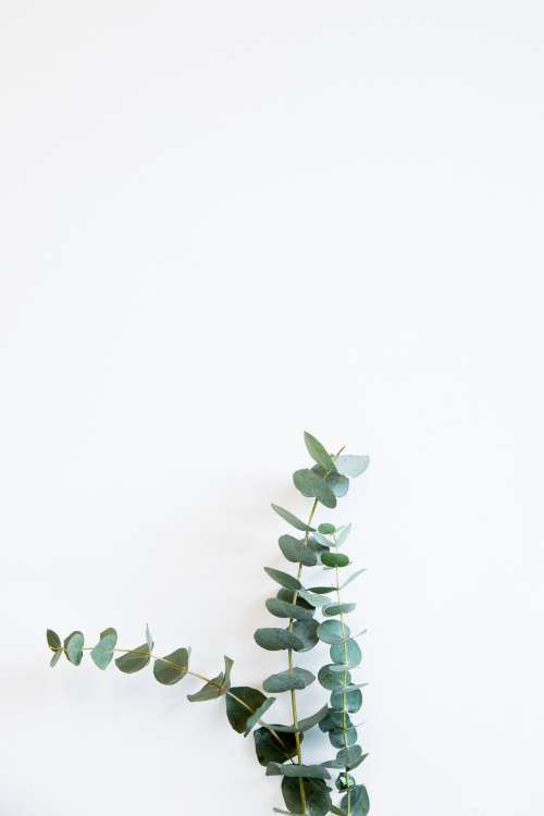 Minimal Image Of Tall Plant Against The Wall Photo
