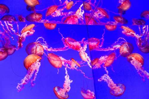 Mirorred Jellyfish Tank Photo