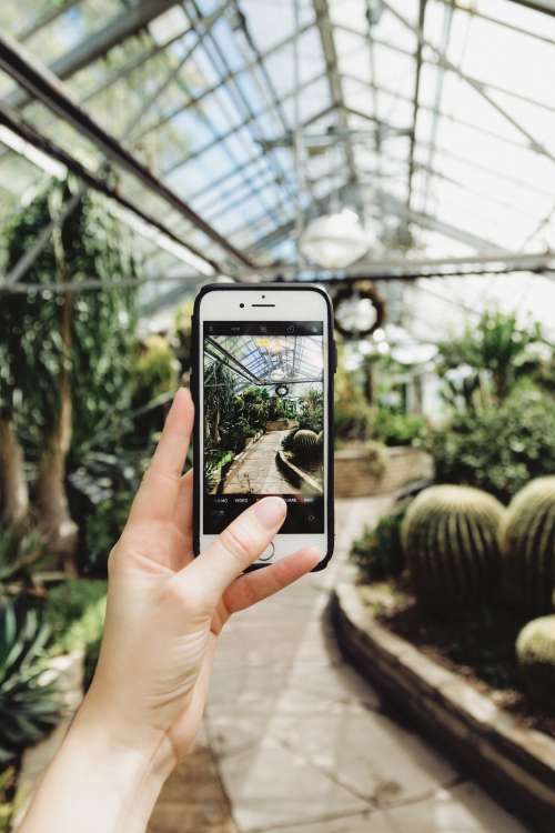 Mobile Phone Photography In Greenhouse Photo