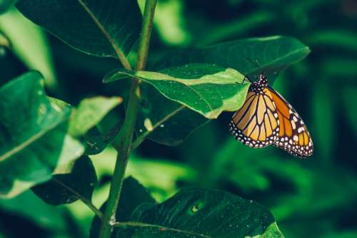 Monarch Butterfly Perched Photo