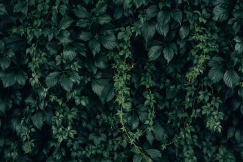 Moody Green Vine Wall Texture Photo