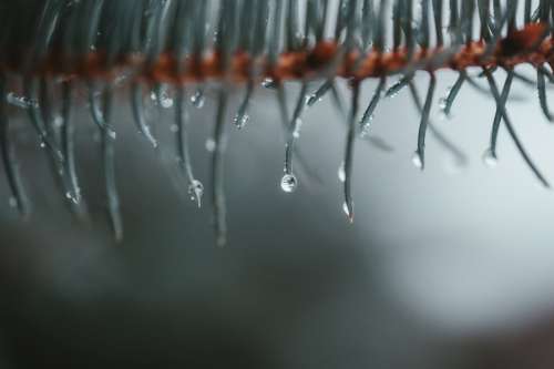 Multiple Raindrops Form On The Tips Of Spruce Needles On A Branch Photo