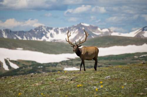 Nature Elk Wildlife Adventure Mountains Photo